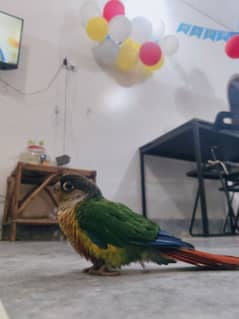 sun conure hand tamed