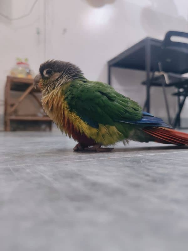 sun conure hand tamed 1