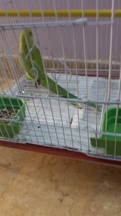 6 month green parrot