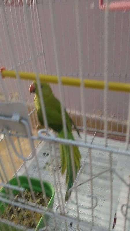 6 month green parrot 1