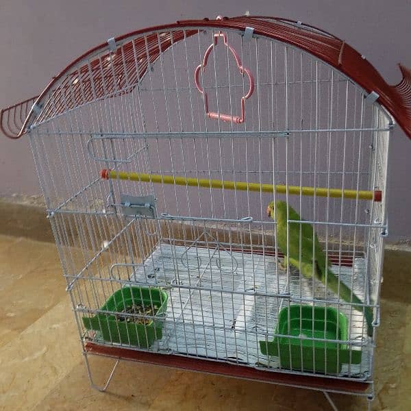 6 month green parrot 3