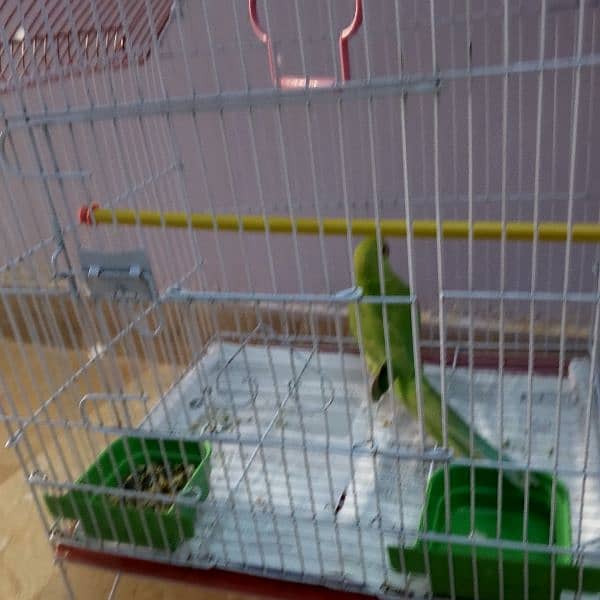 6 month green parrot 4