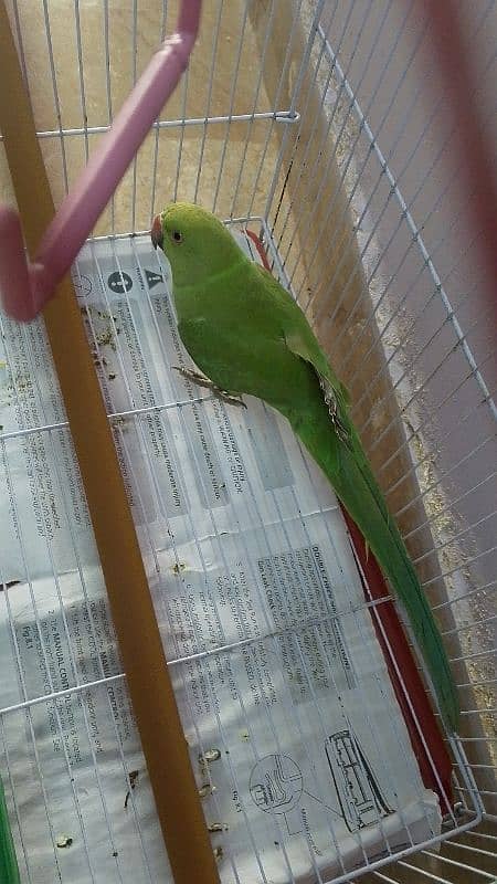 6 month green parrot 5