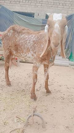 1 kg doodh female