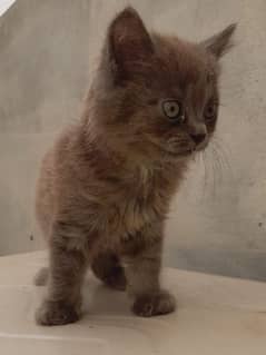 persian kittens connect number03154354941