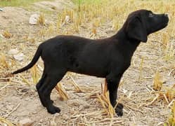 Labrador puppies British black