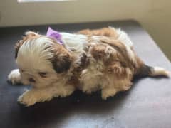 shih Tzu puppies/ puppy for sale/shihtzu babies / Toy breed