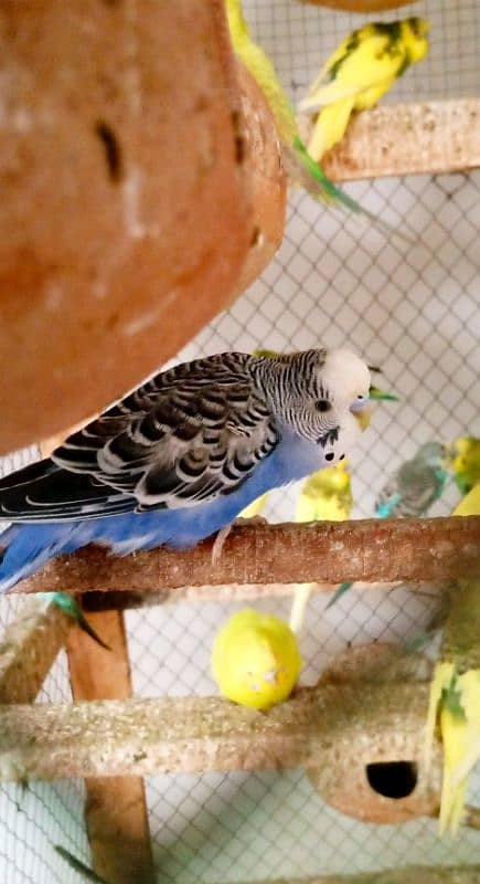 Brider budgies pairs for sale 0