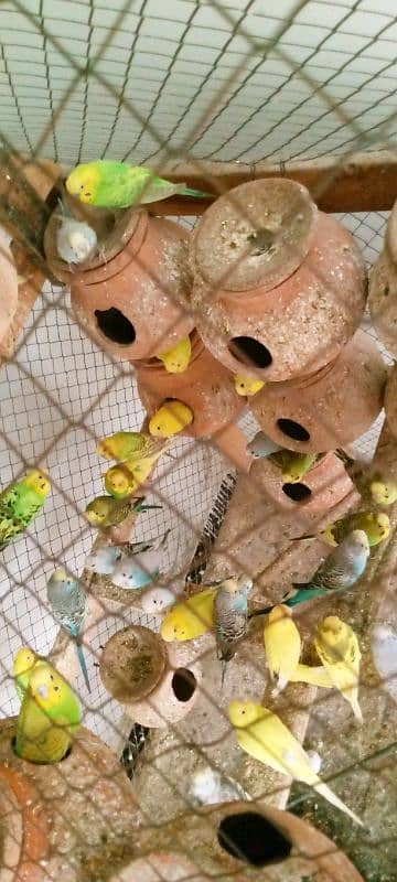 Brider budgies pairs for sale 1