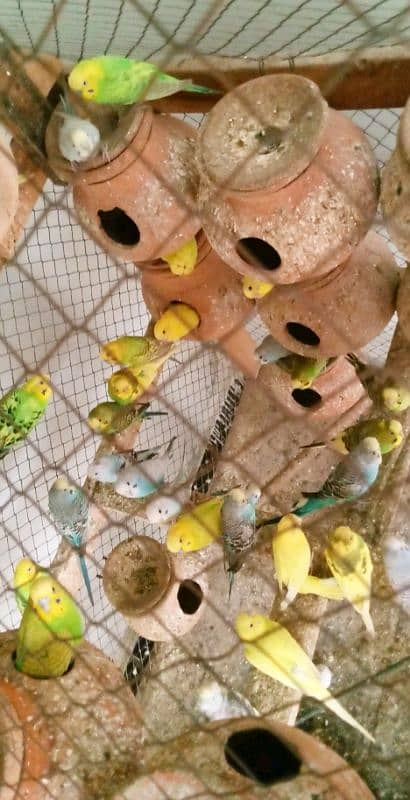 Brider budgies pairs for sale 2