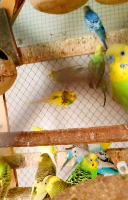 Brider budgies pairs for sale 3