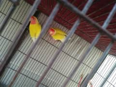 love bird