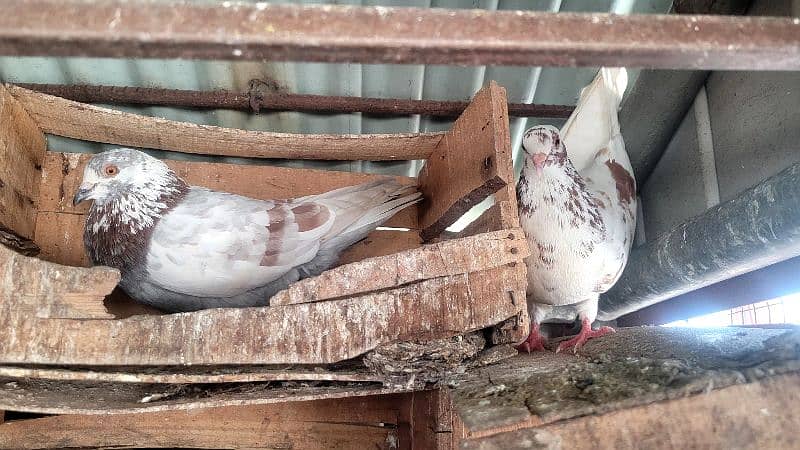 pigeons pair for sale breeder 0