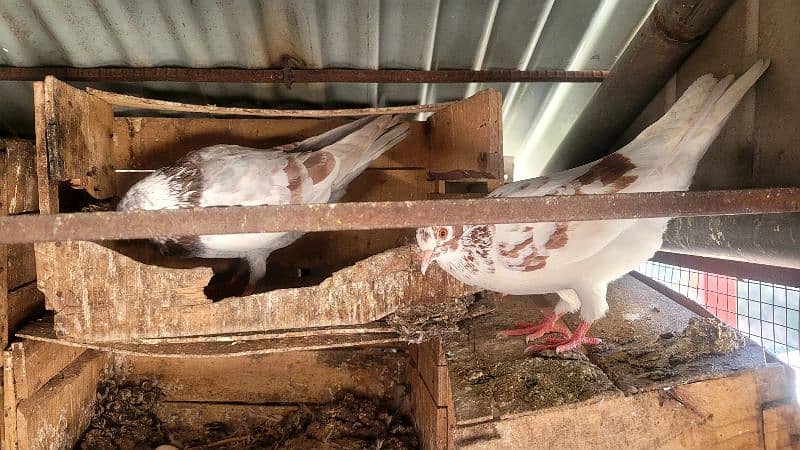 pigeons pair for sale breeder 1