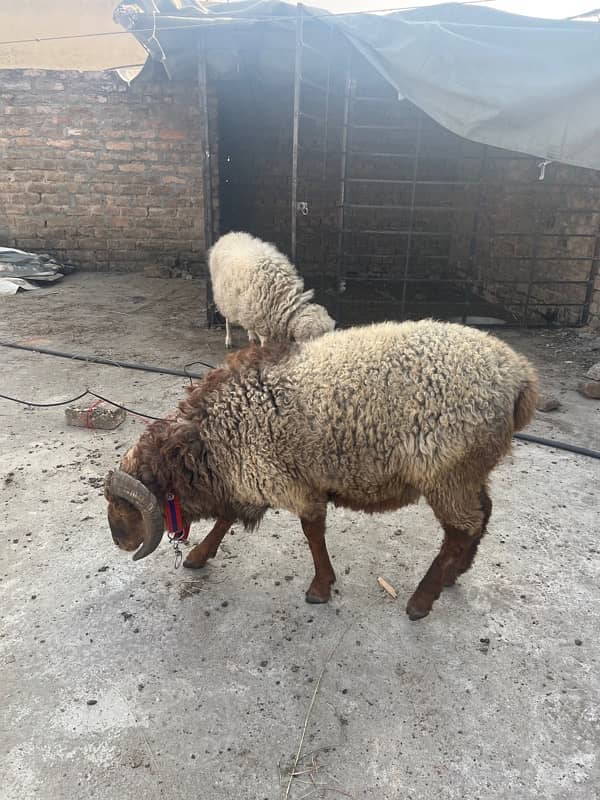 GILGITI SHEEP 1