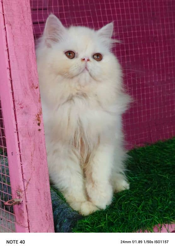 Piki / cfa line / kitten /male kitten availabale for sale 1