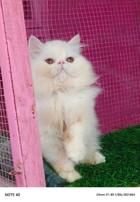 Piki / cfa line / kitten /male kitten availabale for sale 3