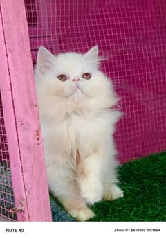 Piki / cfa line / kitten /male kitten availabale for sale