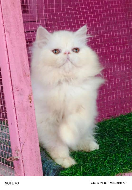 Piki / cfa line / kitten /male kitten availabale for sale 4