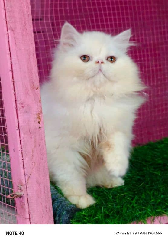 Piki / cfa line / kitten /male kitten availabale for sale 5