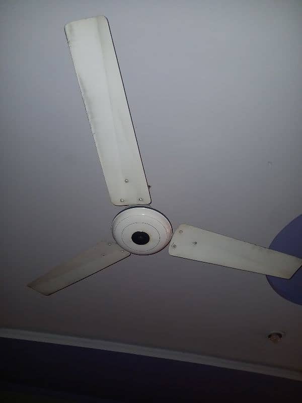 Celling Fans 1