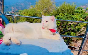 persian cat triple coat female blue eyes