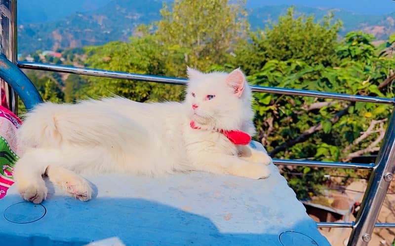 persian cat triple coat female blue eyes 0