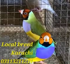 Lady Gouldian finch breeding Pair