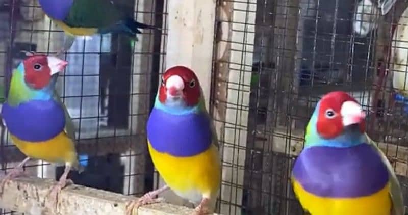 Lady Gouldian finch breeding Pair 0