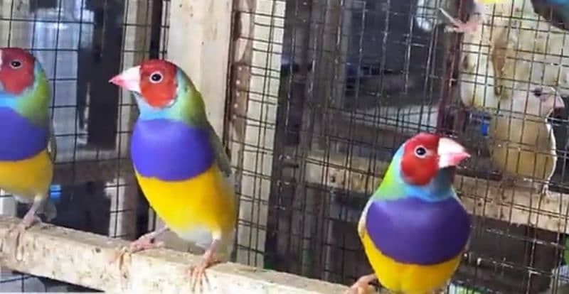 Lady Gouldian finch breeding Pair 1