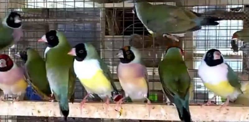 Lady Gouldian finch breeding Pair 2