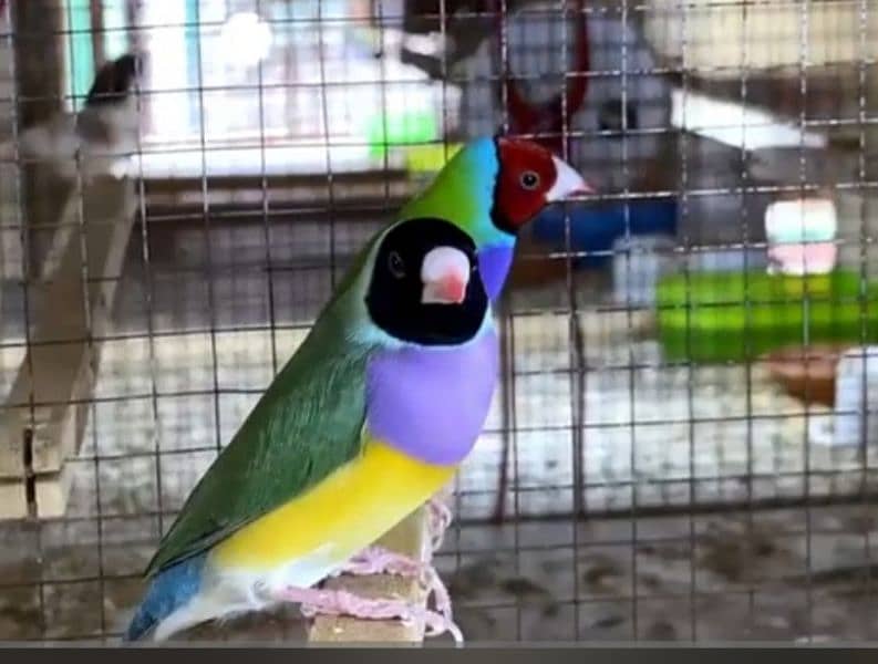 Lady Gouldian finch breeding Pair 3