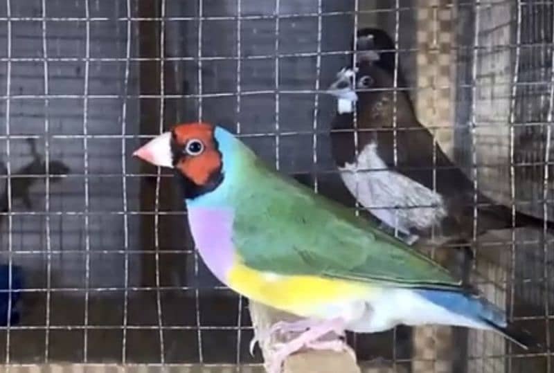 Lady Gouldian finch breeding Pair 4