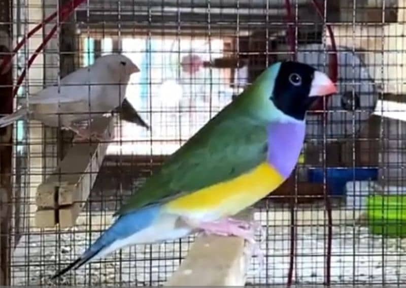 Lady Gouldian finch breeding Pair 5