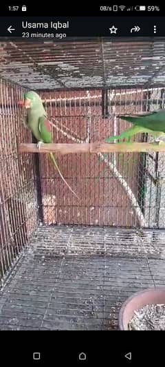 Kashmiri parrot breeding pair urgent sell.