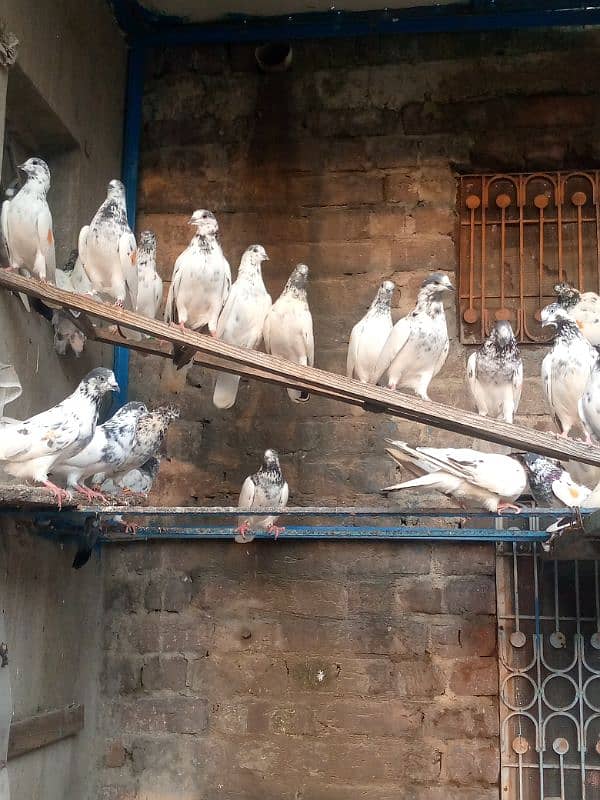 pigeons /kabootar/کبوتر 0