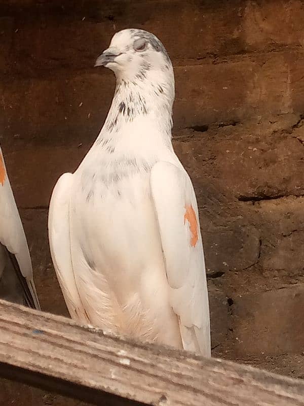 pigeons /kabootar/کبوتر 1