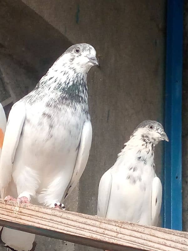 pigeons /kabootar/کبوتر 2