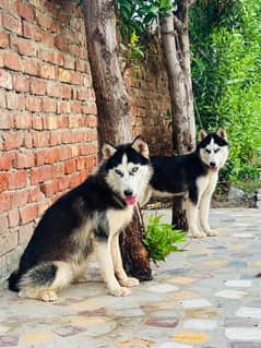 Husky dog’s for sale