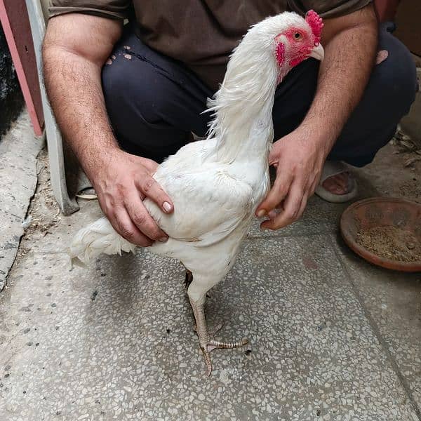 white heera aseel | murgi | aseel for sale | pure aseel hen 4