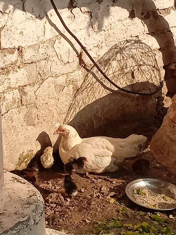 white Hen with chiks for sale 0