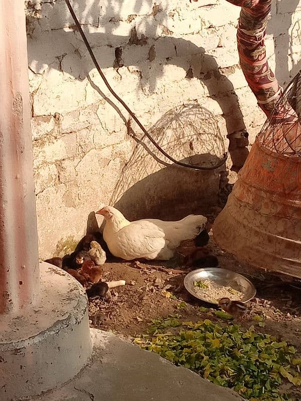 white Hen with chiks for sale 1