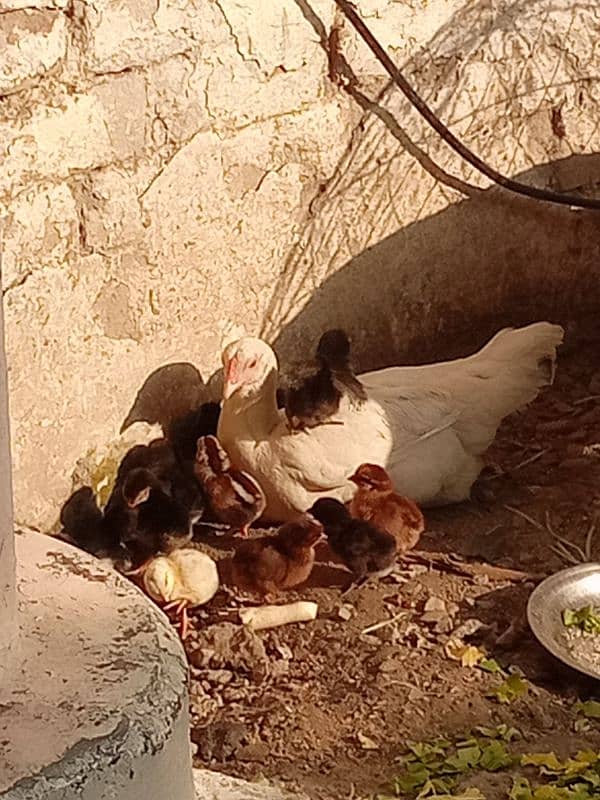 white Hen with chiks for sale 2