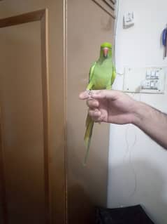 hand tam male parrot talking karta hova