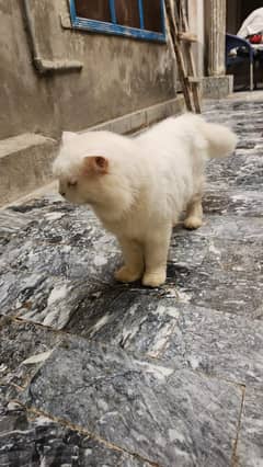 Persian cat 0309-7957214