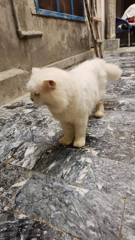 Persian cat 0309-7957214 0