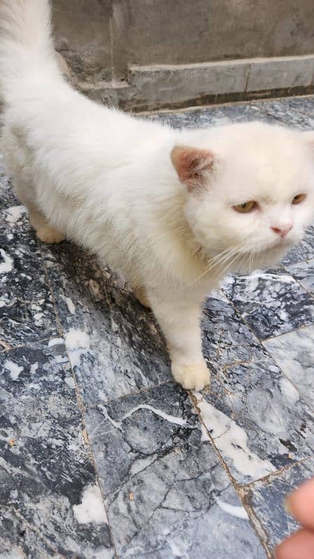 Persian cat 0309-7957214 1