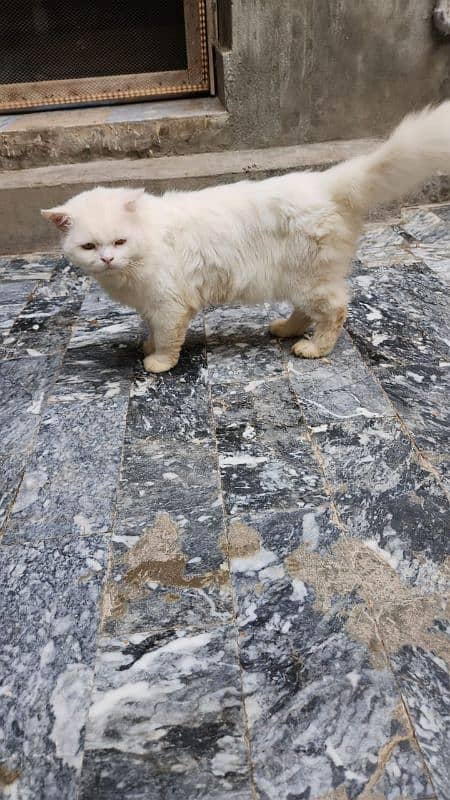 Persian cat 0309-7957214 2