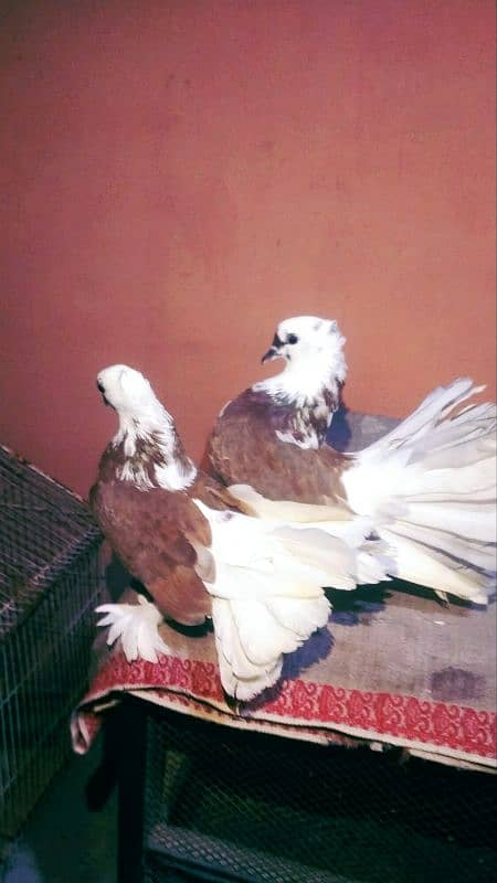 Singaporean Fantail Lakha Yang Pair 3