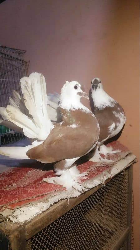 Singaporean Fantail Lakha Yang Pair 5